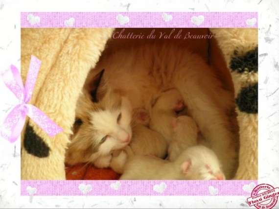 naissances chatons - ginger - 11.12.2012